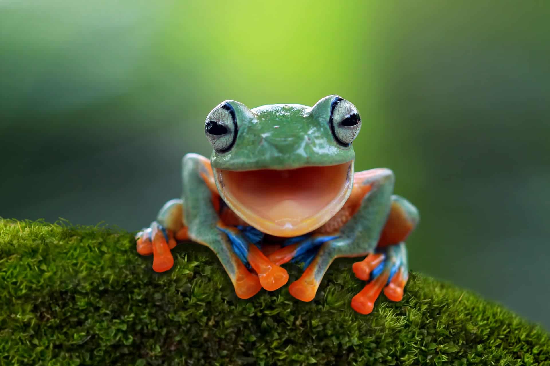 Eat that frog - a metaphor for doing a hard thing or taking on a challenge